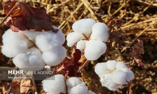 پیش‌بینی برداشت هزار تُن پنبه از مزارع استراتژیک گرمسار؛ سرنوشت کشت چگونه رقم می‌خورد؟