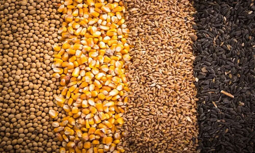 افشای راز 8 کشتی خالی نهاده‌های دامی توسط وزارت جهاد کشاورزی؛ جیب مردم چگونه خالی می‌شود؟