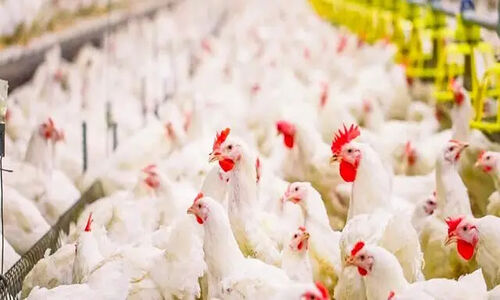 شگفتی در بهار؛ تولید ۱۳ هزار تن گوشت مرغ در سال جاری چقدر واقعی است؟