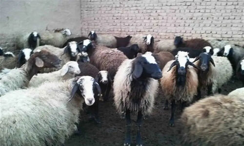 دامداران خراسان جنوبی از توزیع ناعادلانه نهاده‌ها پرده برداشتند؛ سهم استان کجاست؟