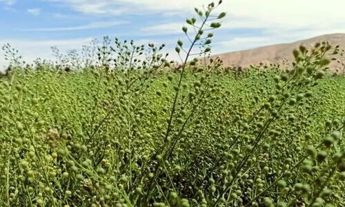 کشت کاملینا در دیمزارهای دهلران؛ راهکاری نوین برای مقابله با خشکی و بحران آب