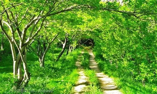 برداشت شگفت‌انگیز باغداران ایلامی؛ 3100 تن محصول به ارزش میلیاردها تومان!