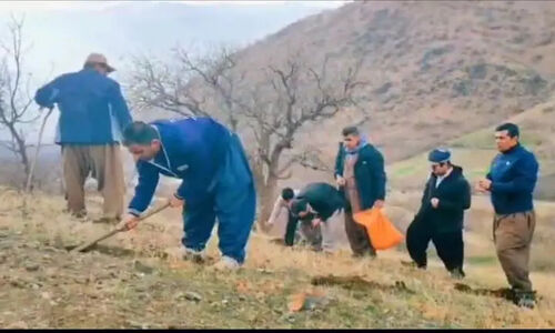 جوانان نسل با کاشت بلوط، طبیعت را نفس تازه می‌دهند! مراسم «زاگروسانه» چگونه به جنگ تخریب منابع طبیعی رفت؟