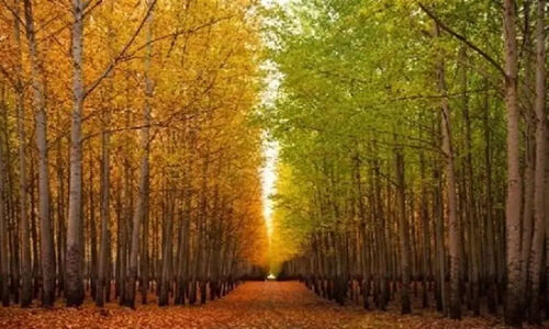 زراعت چوب در گلستان؛ چگونه 5800 هکتار جنگل مصنوعی نفس تازه‌ای به طبیعت بخشید؟