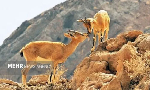 چرا حیات‌وحش زمستانی فیروزکوه به روستاها نزدیک‌تر می‌شود؟