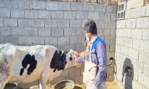 واکسیناسیون گسترده ۴۷ هزار دام در سیستان و بلوچستان؛ مبارزه جدی با بیماری لمپی‌اسکین آغاز شد!