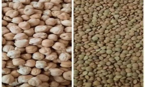 شروع چشمگیر کشت حبوبات در اراضی دیم دهلران؛ آینده کشاورزی پایدار را رقم می‌زند!