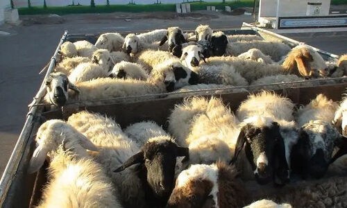 کشف حیرت‌انگیز ۳۱۳ رأس دام قاچاق در مرز سردشت؛ قاچاقچیان دست خالی فرار کردند!