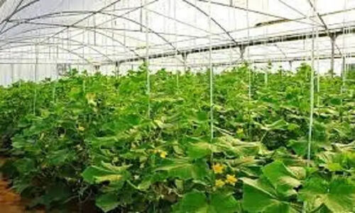 جهشی چشمگیر در تولید و اشتغال چهارمحال و بختیاری با گلخانه‌های در حال ساخت