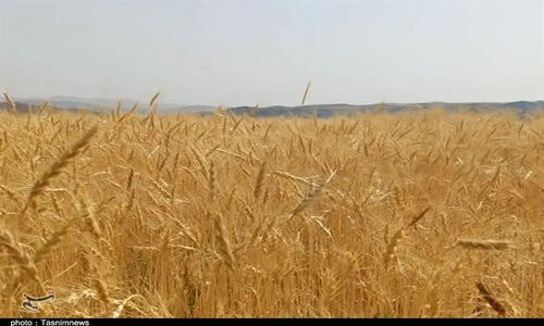 موفقیت گندم‌کاران کردستانی در تولید گندم دیم+تصویر