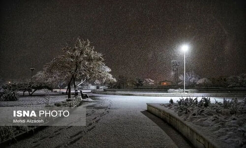 قطع برق در محدوده خیابان آزادی تا استقلال مشهد به دلیل سقوط درخت