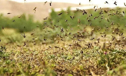 تشکیل ستاد مقابله با هجوم احتمالی ملخ صحرایی در استان هرمزگان