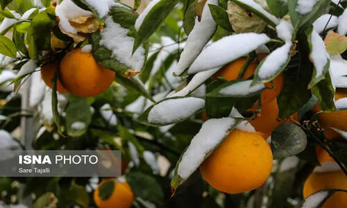 باغداران میوه‌های باقیمانده بر روی درختان را جمع کنند