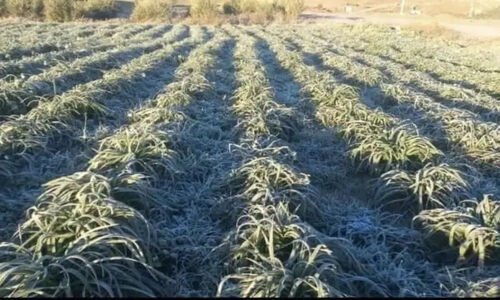 خسارت یخبندان به نرگس‌زارهای دره‌شهر