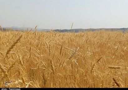 پس از تاکیدات رئیس قوه قضائیه ۲۱ همت دیگر به حساب گندمکاران واریز شد